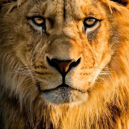 Lions Den - Zoo Accommodation チェスター エクステリア 写真